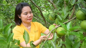 HTX có cam đắt gấp đôi thị trường