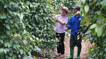 Phát huy vai trò chủ thể trong phát triển kinh tế nông nghiệp