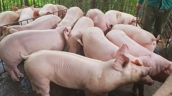 Giá heo hơi hôm nay 6/11: 3 miền tiếp chuỗi giảm mới, miền Bắc giảm 2.000 đồng/kg