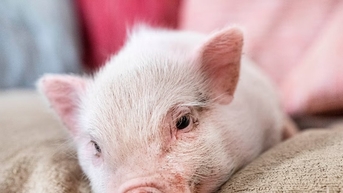 Giá heo hơi hôm nay 6/11: Bão giá càn quét, miền Bắc giảm mạnh nhất