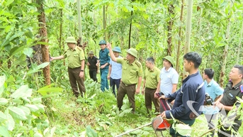 Kinh tế rừng mở hướng phát triển