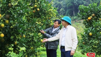 Phiêng Khoài vào vụ cam Navel