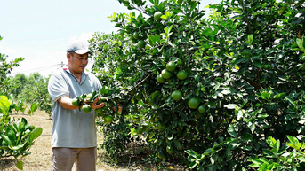 Đẩy mạnh phát triển nông nghiệp hữu cơ