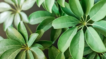 Lá ngũ gia bì có tác dụng gì với sức khỏe?