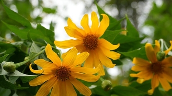 Tham quan mùa hoa dã quỳ 2025 tại Ba Vì: Hướng dẫn chi tiết cho chuyến đi trọn vẹn