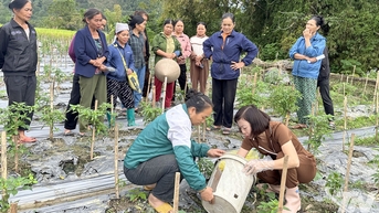 Hỗ trợ chế phẩm vi sinh giúp nông dân khôi phục sản xuất