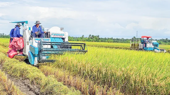 Thắt chặt liên kết giữa nông dân và doanh nghiệp để nâng cao chuỗi giá trị lúa gạo