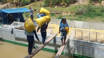 Giá lúa gạo hôm nay 6/11/2025: Trong nước bình ổn