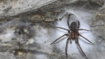 Choáng váng trước mạng nhện lớn nhất thế giới bên trong hang động lưu huỳnh