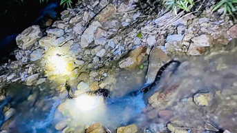 Thả cá thể trăn đất nặng 30kg về môi trường tự nhiên