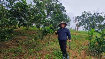 Những đồi cam xoàn trên đất khô cằn