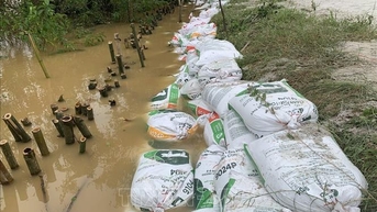 Quảng Trị: Gia tăng sạt lở bờ sông do mưa lũ kéo dài