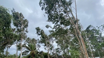 Cách đơn giản theo dõi bão số 13 Kalmaegi trực tiếp trên điện thoại