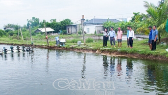 Nâng cao hiệu quả nuôi, hướng đến xuất khẩu cá rô phi
