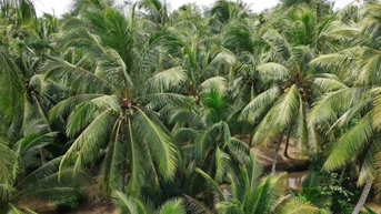 Chiến lược phát triển bền vững cho ngành dừa Việt Nam