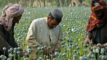 Diện tích trồng cây thuốc phiện tại Afghanistan giảm 20% trong 2025