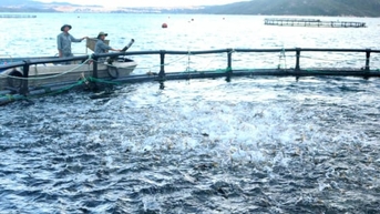 Nuôi biển công nghệ cao: Khai mở tiềm năng, vượt thách thức