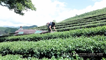 Cần giải pháp giữ vùng nguyên liệu chè