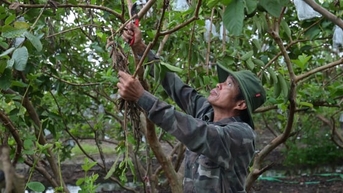 Thu hoạch nhanh lúa, rau màu, cây ăn quả trước bão Kalmaegi