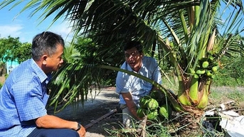 Bàn giải pháp quản lý 'sức khỏe' cây dừa