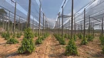 Giá tiêu hôm nay 6/11/2025: Giữ vững mức giá cạnh tranh