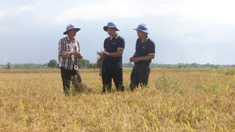 Gỡ khó chuỗi liên kết, kinh tế hợp tác nông nghiệp