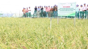 Khoa học công nghệ 'đổi phận' tỏi Lý Sơn