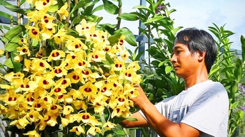 Nông dân Châu Phú tích cực xây dựng quê hương