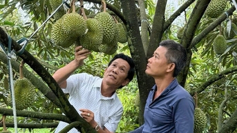 Bảo vệ thương hiệu sầu riêng Việt: Không thể chỉ 'cấm' mà phải 'dạy cách làm mới'