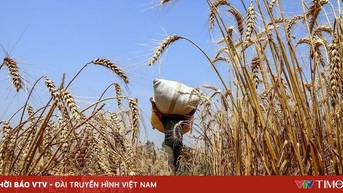 Trung Quốc mua lô hàng lúa mì đầu tiên từ Mỹ kể từ năm 2024