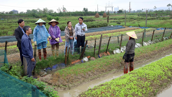 Khôi phục sản xuất vụ đông sau bão