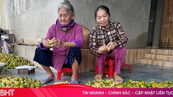 Sương muối bủa vây, quýt khốp Kỳ Thượng rụng trắng vườn