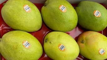 Xoài Australia về Việt Nam giá 600.000 đồng một kg