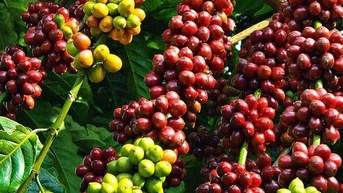 Giá cà phê tăng nhẹ, giá hồ tiêu ổn định