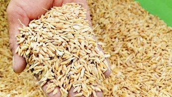 Giá lúa gạo hôm nay 7/11/2025: Lúa tươi giảm giá nhẹ