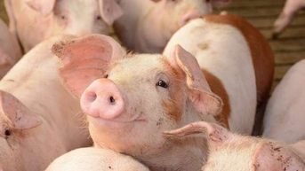 Giá heo hơi 7/11 tiếp tục giảm, miền Bắc có nơi 49.000đ/kg