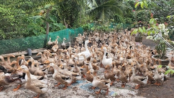 Vịt siêu trứng VST: Lựa chọn mới cho chăn nuôi ĐBSCL