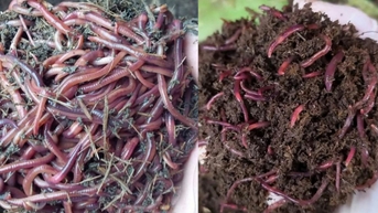 Trùn quế - 'cỗ máy sinh học' của nông nghiệp xanh