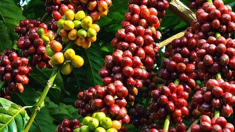 តម្លៃកាហ្វេ 11/7: Robusta បាត់បង់ 156 ដុល្លារ ក្នុងស្រុកធ្លាក់ចុះ 1,000 ដុង
