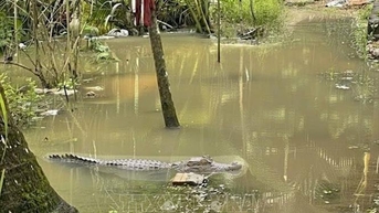 Cá sấu dài khoảng 1,5m xuất hiện ở Cần Thơ khi triều cường lên cao