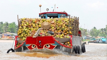 Thách thức trong xây dựng hệ sinh thái nông nghiệp dừa an toàn