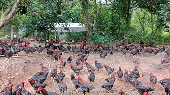 Tiếp sức người dân vùng cao phát triển chăn nuôi theo hướng hàng hóa