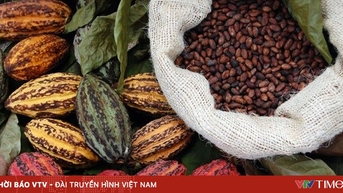 Giá ca cao lao dốc mạnh