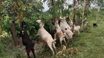 Thoát nghèo từ mô hình nuôi dê quảng canh
