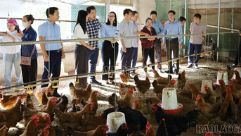 Tổng kết mô hình nuôi gà sinh sản tại xã Phong Hải