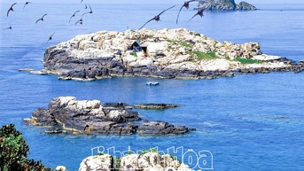 Giải pháp bảo vệ đàn chim yến