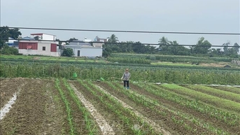Hải Phòng khắc phục bất lợi thời tiết tập trung gieo trồng vụ Đông