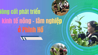 Nòng cốt phát triển kinh tế nông - lâm nghiệp ở Phình Hồ