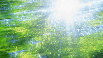 Ngày nắng ươm sương