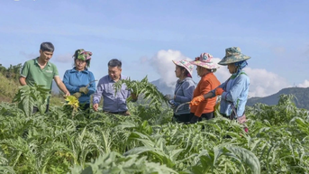 Actiso Sa Pa: "Trái ngọt" từ mô hình liên kết bền vững